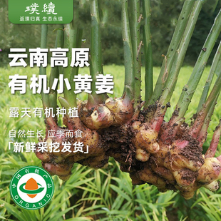 梓盟有机小黄姜云南高原云小姜新鲜月子生姜老姜孕妇食用生姜农产