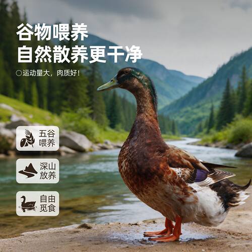 马蹄山溪水散养大余麻鸭红烧小炒