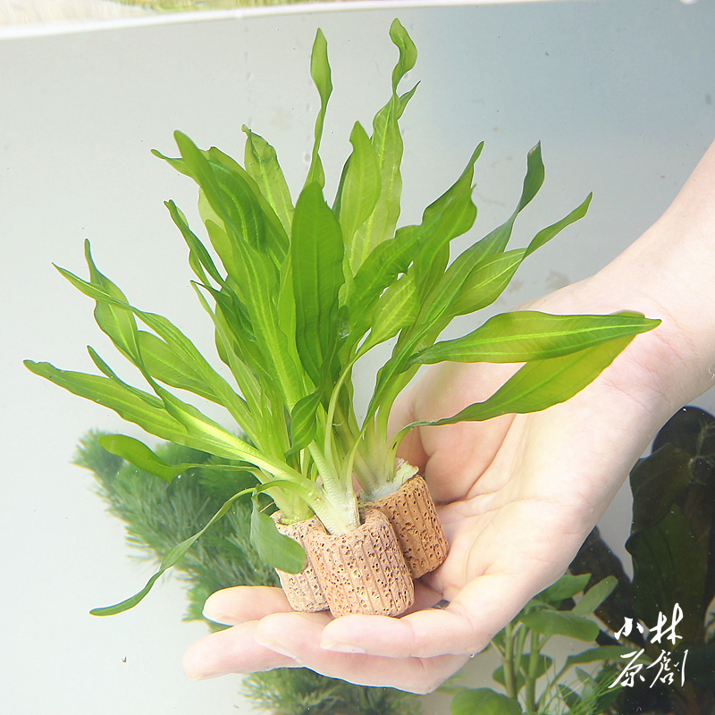 小玖皇冠小九冠淡水真水草金鱼缸水族箱懒人造景净化定植水景植物