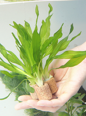 小玖皇冠小九冠淡水真水草金鱼缸水族箱懒人造景净化定植水景植物