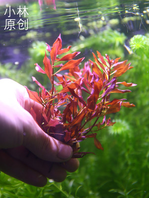 金典红色水草无土漂浮可生根