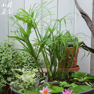 雨伞沼泽过滤水培雨林花园水竹