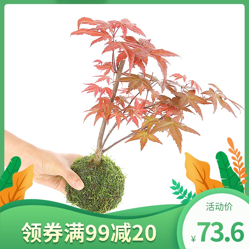 枫叶树盆栽价格 枫叶树盆栽图片 星期三 枫叶树盆栽价格 枫叶树盆栽图片 星期三