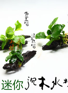 迷你鱼缸小林易养懒人水草超迷你