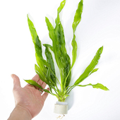 浪叶皇冠水草入门新手耐阴大鱼缸金鱼水族箱水培水生植物净化水质