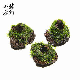 孔穴火山石松茸莫斯定植虾窝鱼缸水族箱造景装饰摩丝活体真水草
