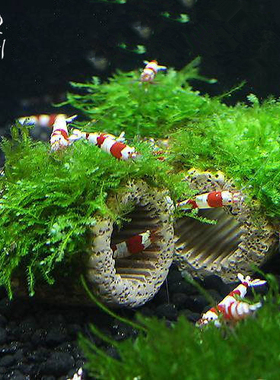 网红！莫斯水草定植环水草鱼虾缸水族箱造景装饰幼鱼虾躲避窝