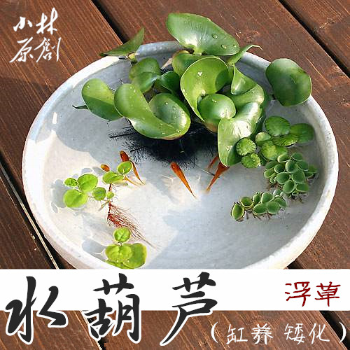 小林缸养 矮化紫根大球水葫芦凤眼莲 浮萍水草活体真草尺寸随机