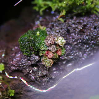 假山创意迷你植物姬虎耳山野草水边草趣味苔藓雨林水陆景观盆景