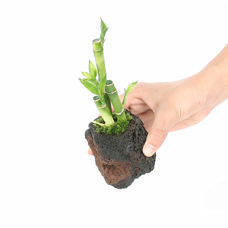 造景植物富贵竹随意摆放龟缸净水