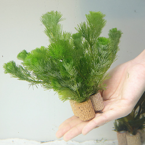 淡水宝塔小水草懒人入门绿菊造景