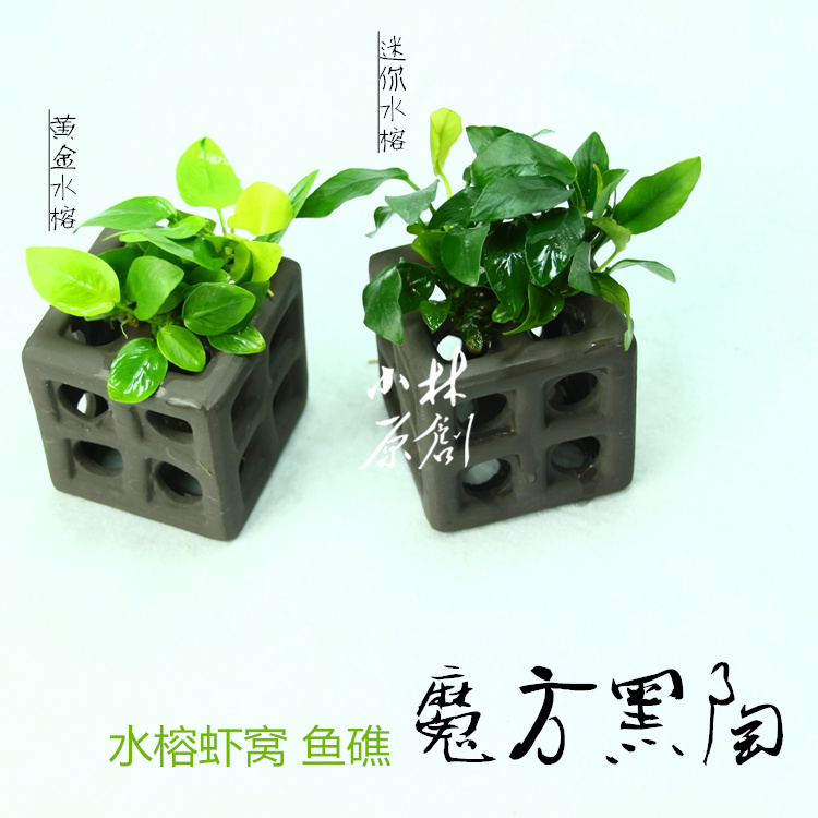 魔方黑陶鲷罐鱼礁黄金躲避虾窝