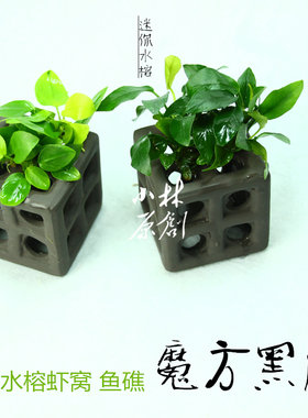 魔方黑陶鲷罐鱼礁黄金躲避虾窝