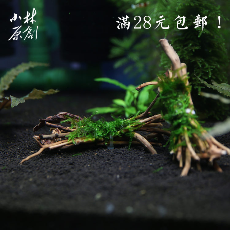 细根细枝沉木捆定植莫斯真水草观赏虾水晶虾繁殖组躲避鱼缸造景