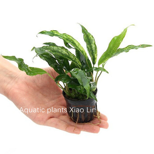 瓦利斯水榕杯植无需co2简单易养懒人水草阴性鱼缸造景水草活体