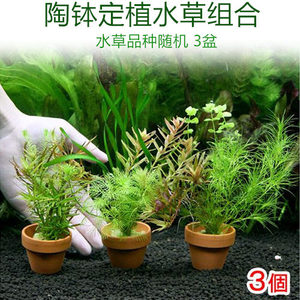 混种有茎水草陶杯定植活体真水草水族箱新手造景套餐组合