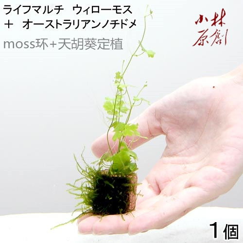 天胡葵莫斯环定植真水草中前景观赏虾鱼缸水草造景装饰活体