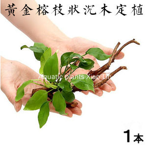 活体真水草懒人黄金水榕枝状沉木水族箱鱼缸造景装饰造景植物水草