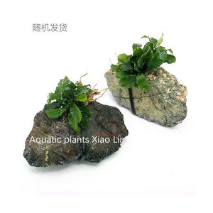 新当辣椒榕青龙石定植鱼缸虾缸水草造景懒人易养阴性水草