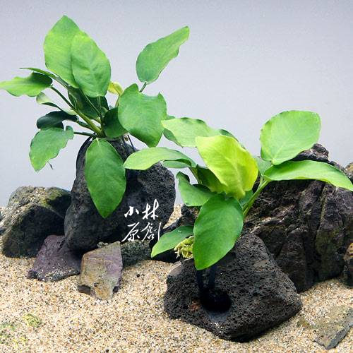鱼缸造景小水榕定植水草养斗配草