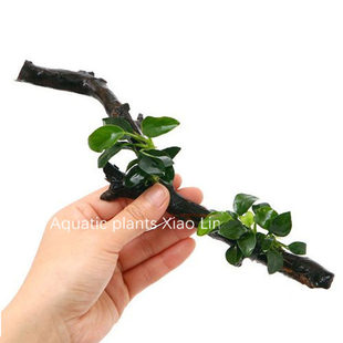 枝条沉木迷你水榕沉木定植水草 约15-20厘米长