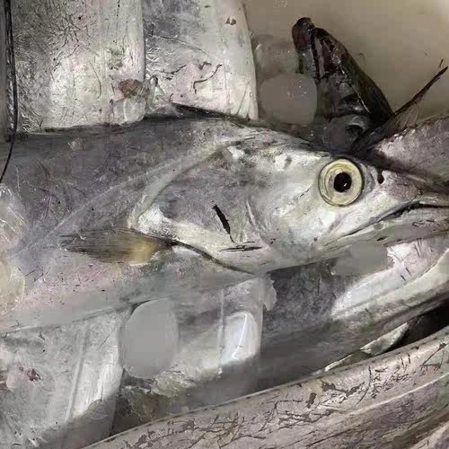 3斤舟山雷达网带鱼新鲜整条小眼睛油带鱼鲜活冷冻东海海鲜