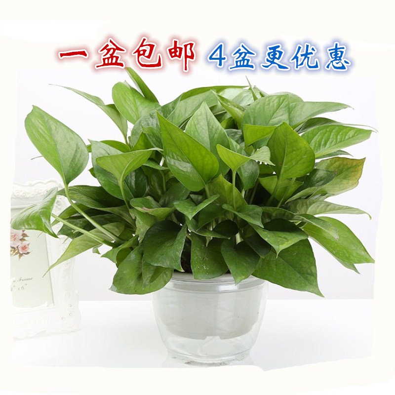 綠蘿自動吸水水培盆栽綠植辦公室客廳吸甲醛凈化空氣室內花卉綠籮