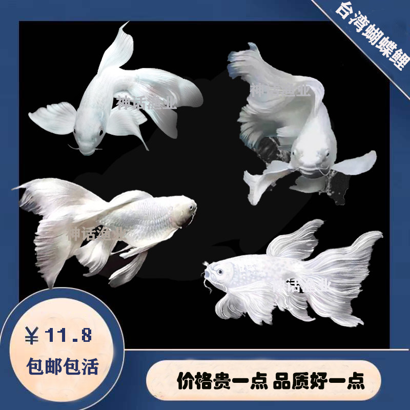 观赏鱼蝴蝶鲤小鱼活体短身贵妃龙鲤白纯种大尾冷水鱼锦鲤鱼苗活体