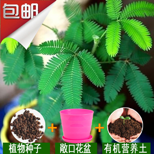 室内阳台奇趣绿植含羞草种植套装