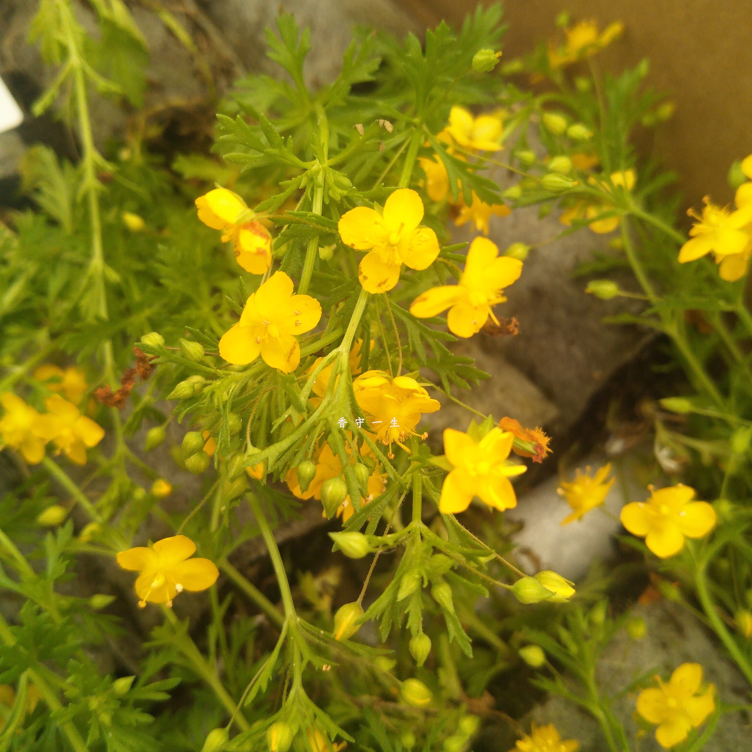 香地肤黄色蓝色地肤哈密瓜地肤梦幻花卉绿植盆栽苗多年生耐热耐寒