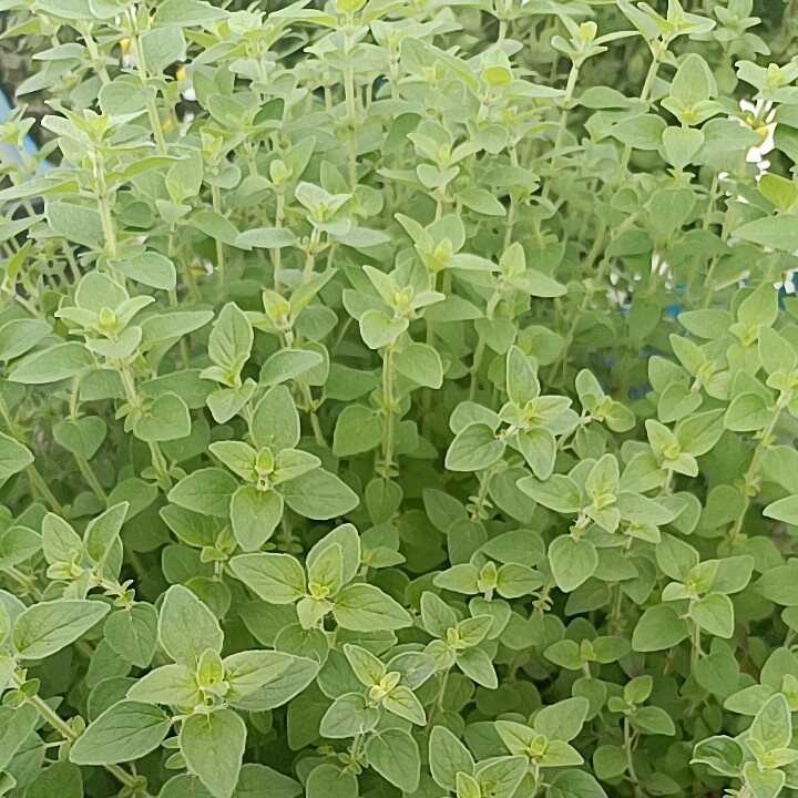 奥勒冈披萨草牛至鲜叶自基地绿色种植直销500克