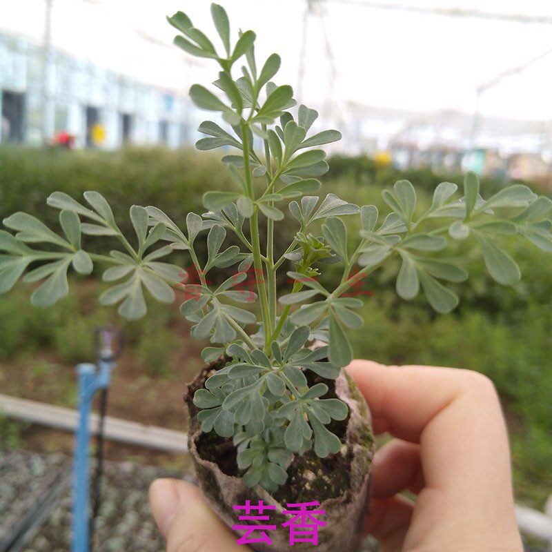 芸香草干品灵香草臭草干枝叶调香原料古籍防蠹图书档案馆衣柜防虫