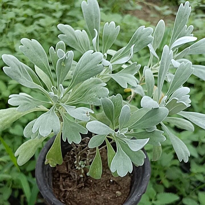 芙蓉菊盆栽苗多年生基地直销优质