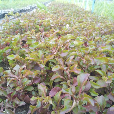 食用台湾红枸杞菜锦绣苋菜盆栽种苗药食同源蔬菜炒菜做汤鲜美可口