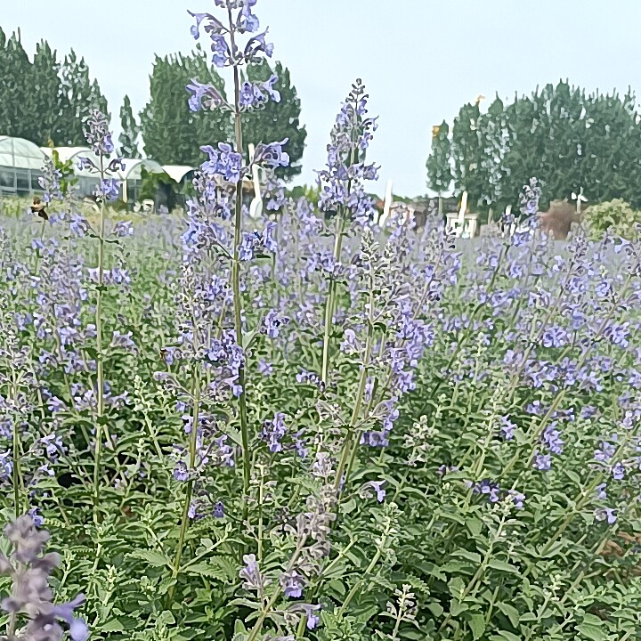猫薄荷紫花鲜叶鲜花自源头基地绿色种植直销
