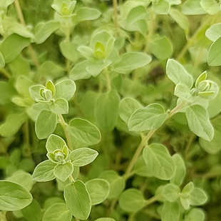 马郁兰甜牛至鲜叶可食用提取精油纯露原料自基地绿色种植直销