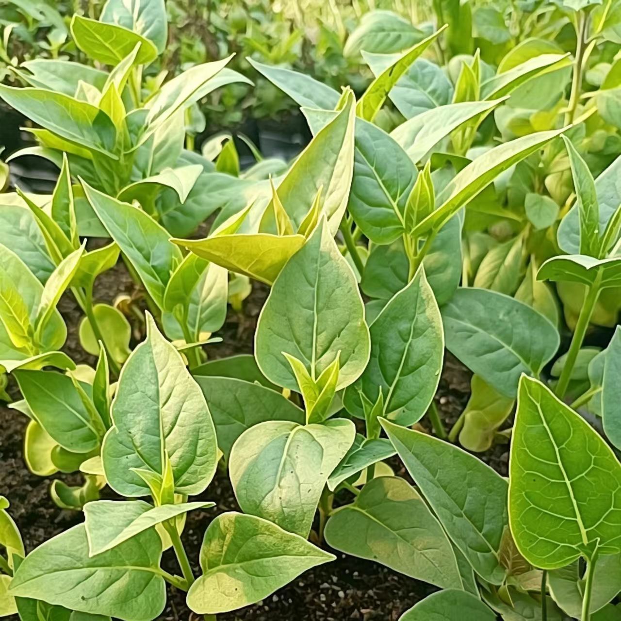 紫茉莉地雷花晚饭花胭脂花盆栽苗草本植物一年生混色花色