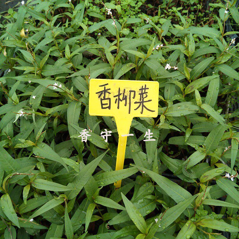 香柳菜香廖辣廖越南香菜芫荽鱼生草去腥凉拌煮鱼傣味泰式耐热易活