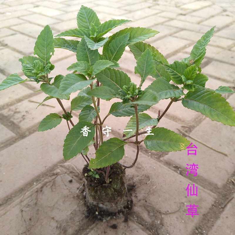 台湾仙草盆栽苗 仙人草苗凉粉草 烧仙草 王老吉凉茶原料鲜叶/干品