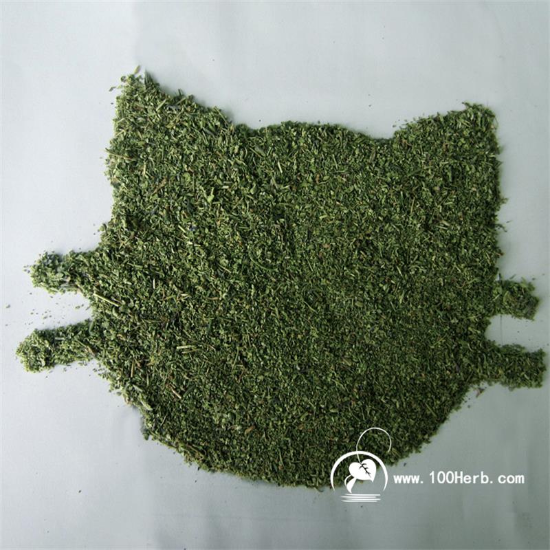 外观绿味道浓郁天然猫薄荷直销