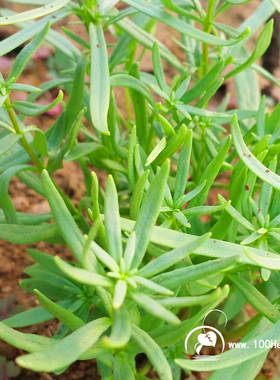 俄罗斯龙艾/龙蒿 茵陈蒿  Tarragon龙艾香草苗盆栽基地6株起发