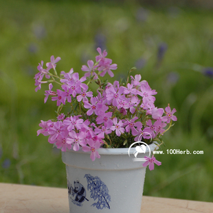 芝樱苗盆栽芝樱花苗丛生福禄考芝樱多年生花期长粉紫色花苗满六发