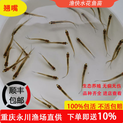 翘嘴鱼苗翘壳凶猛肉食鱼淡水养殖路亚翘嘴红鲌重庆永川