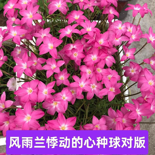 风雨兰种球对版开花球悸动的心水仙花韭菜兰阳台庭院盆栽花卉