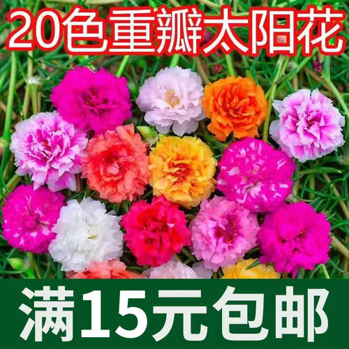 针叶重瓣太阳花大花枝条带花苞对版耐热好养活的阳台庭院盆栽花卉