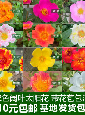 阔宽叶单瓣太阳花枝条带花苞幼儿园阳台庭院盆栽苗好养活新手花卉