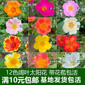 2024年现货阔宽叶单瓣太阳花枝条带花苞幼儿园阳台庭院盆栽苗花卉