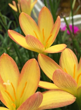 对版风雨兰种球开花球橙色地平线韭菜兰阳台庭院盆栽花卉耐热耐寒