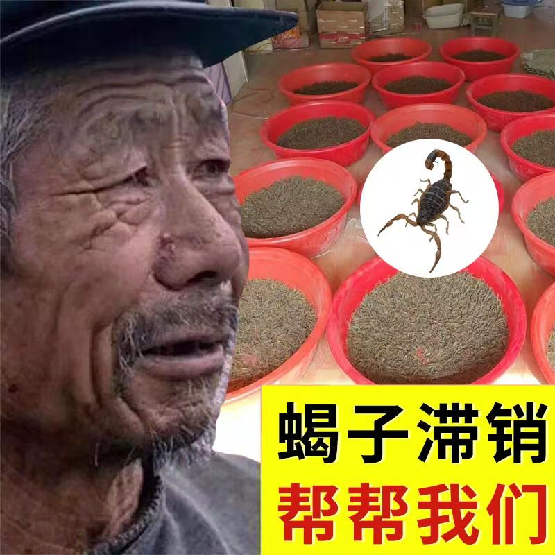 药用活蝎子孕蝎山蝎王