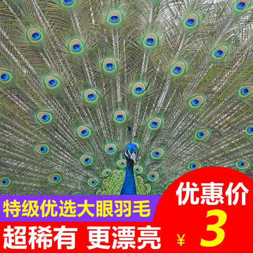 孔雀羽毛大眼睛家居摆设diy饰品